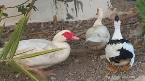 للبيع بط مصر