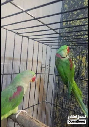 ببغاء دره كساندرا
