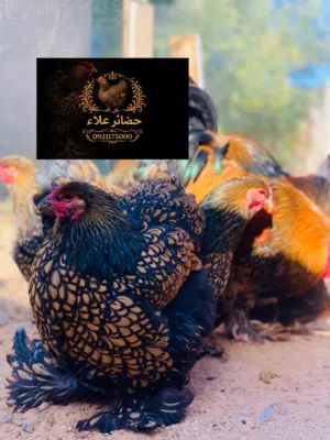 فلاليس براهما سبرايت درجة اولى