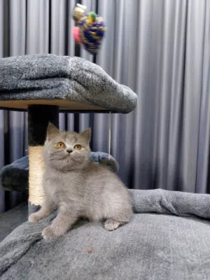 مع كرت التطعيم قطه سكوتش ستريت