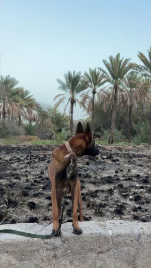 البيع كلب بلجم مالينو الوصف