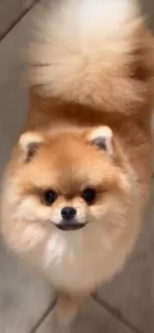 بوميرانيان (Pomeranian) ذو فرو كثيف ومميز.