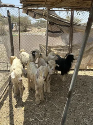 اغنام من حلال الرحوب الفاخر
