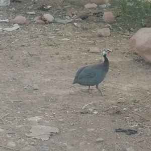 دجاج فرعوني للبيع  عدد (2) ذكر وانثى