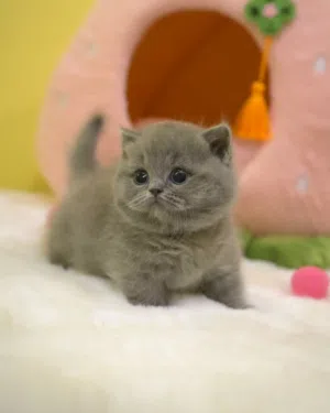 British shorthair kitten
