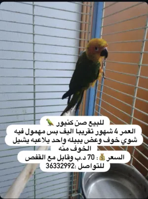 صن كنيور العمر 4 شهور