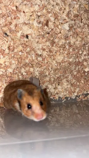 هامستر سوري العدد 15