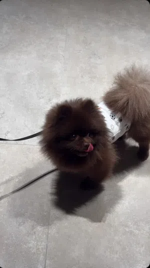 كلب بومرينيان رير جوكلت