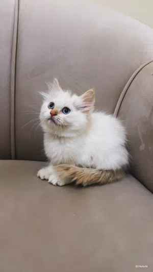 Cat Himalayan