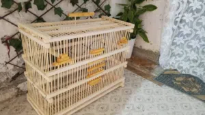 قفص بلابل بيع او مراوس بلبل وحشي الوصف مهم