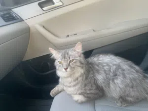 قطة شيرازيه انثى سلفر للبيع مؤدبه اليفه  صحتها ممتازه جدا