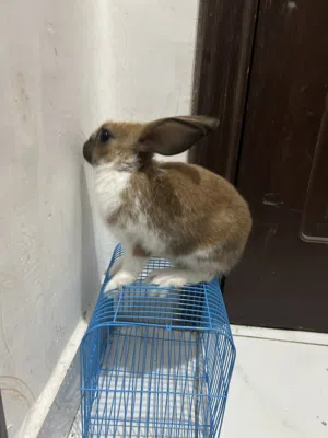 أرنب للبيع