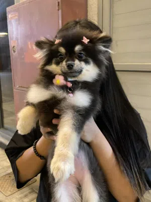 Mini Pomeranian 5 month old female