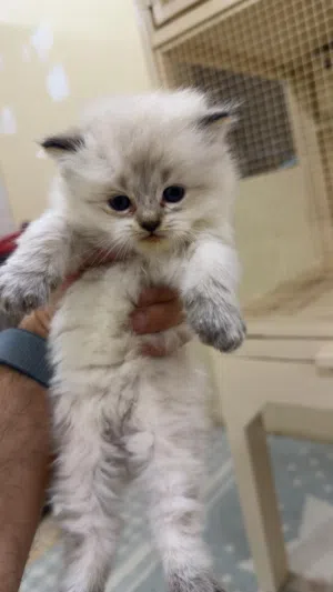 شيرازي شهر ونص