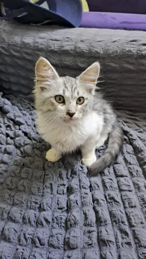 قط للبيع شيرازي لطيف جدا الوزن كيلوا ونصف