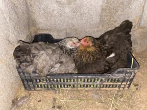2دجاجات براهماه كركات