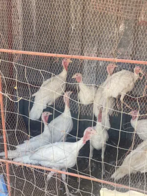 سلام عليكم ورحمة الله وبركاته يوجد ديك رومي