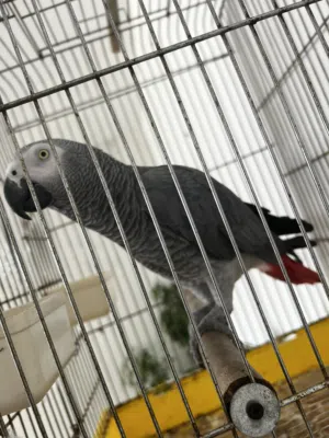 ببغاء للبيع
