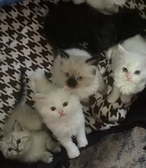 Mix2