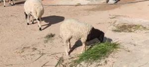 السلام عليكم ورحمه الله وبركاته اقرأ الوصف