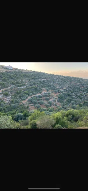 Residential Land for Sale in Ramallah and Al-Bireh Atara