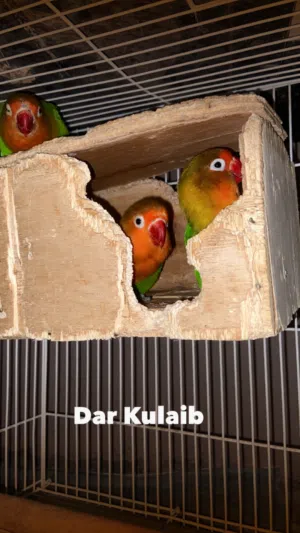 للبيع فيشار 3