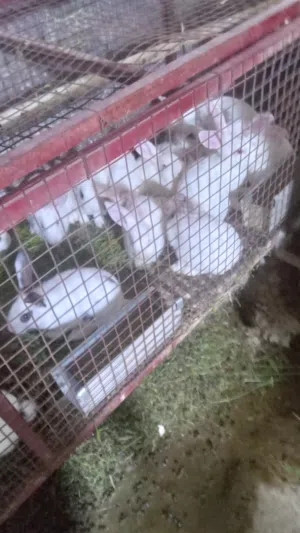 ارنب للبيع
