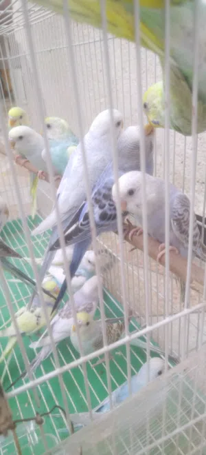 طيور حب مخاليف