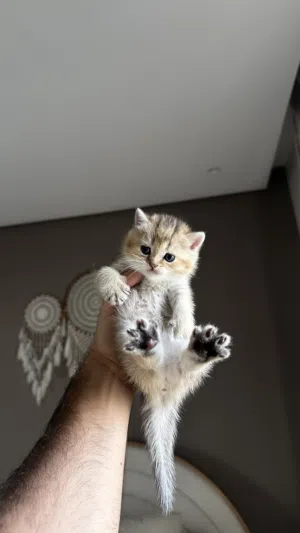 للبيع سكوتش بيور ذكور