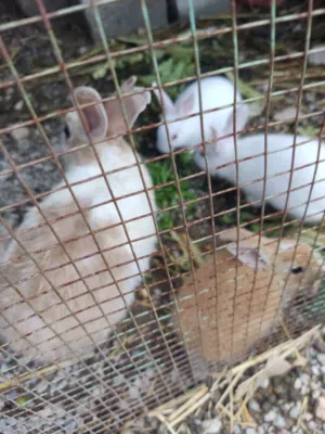 أرانب للبيع