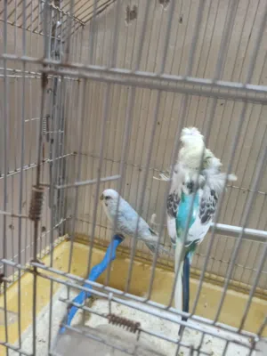 طيور حب لاسونج