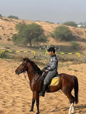 arabic stallion