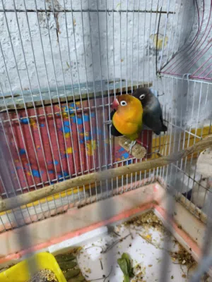 زوج غندور للبيع
