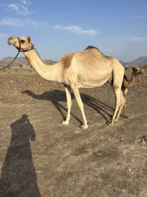 للبيع عزوف تحتها قعود ود شهرين