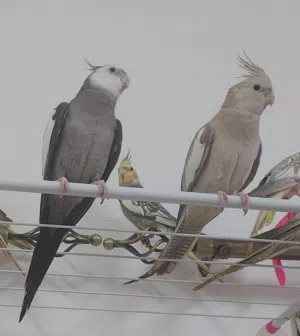 cockatiel for sale