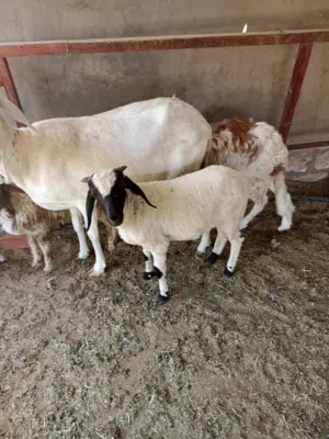 نعجة للبيع تحتها خروف سنة ربع خروف عمره شهرين
