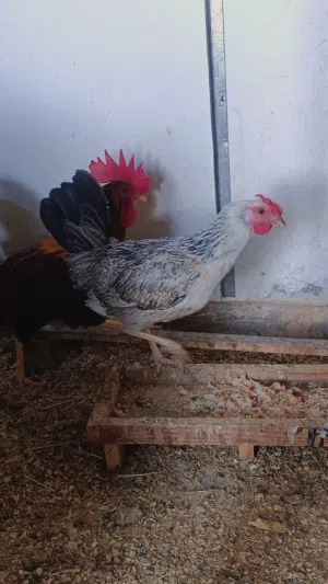 للبيع دجاجتين وديج حلال نظيف ومضمون