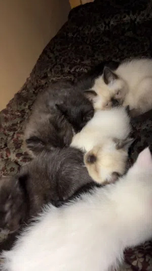 عندي البسبوسات الصغار هدول نفطمو من امهم وبلشو يوكلو متعودين ع اكل البيت والدار فود وتعودو ع اللتر