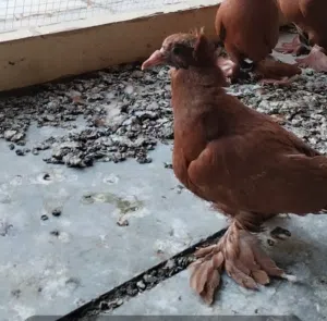 بيع حمام نوع راعبي