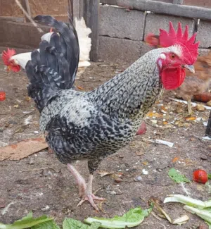 ديك بلدي نوع بليموث روك مزخرف اسود وابيض ودجاجة بلدي لون احمر و 4 ديوك بلدي لون ابيض في الصور
