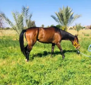 فرس للبيع النوع إنجليزية إنتاج محلي حارز شهرين من الفحل القاعدة