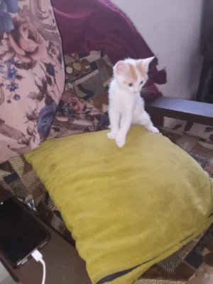 بس العمر شهرين بالتبني
