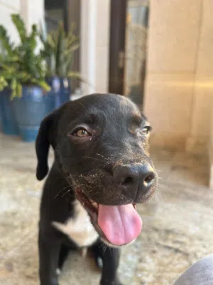 Mixed Breed مهجن من لابرادور و أمريكان بولي عمره 3 شهور