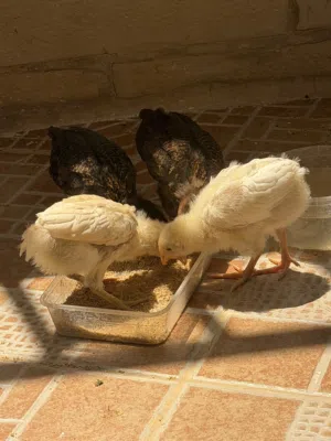 صيصان بلدي للبيع