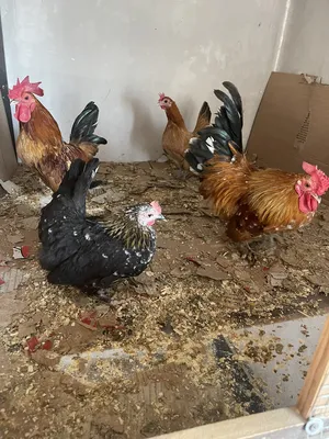Chickens0