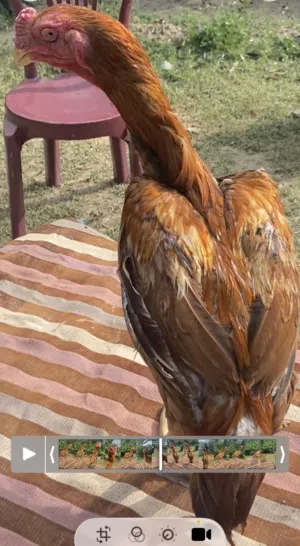 ديك فارسي فاخر الرياض او الباحه