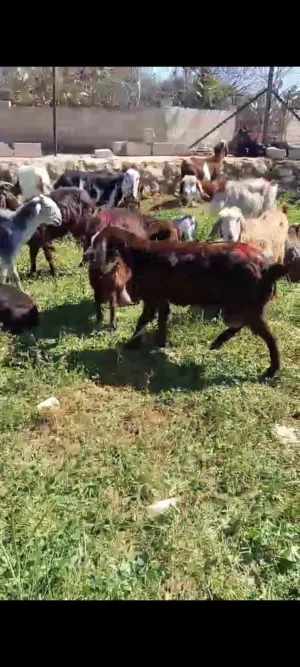 20 20 عنزه درار وحده منهن والده مع تيسهن