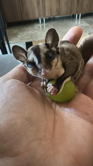 السنجاب الطائر Sugar Glider