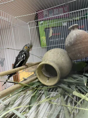 ببغاء كوكتيل اليف