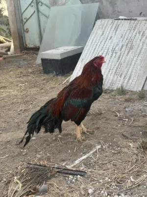 ديك مستورد ميوالي زيرو